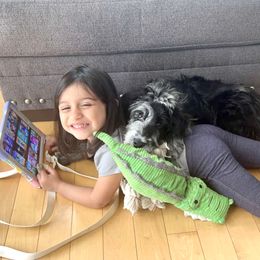 Miniature Australian Shepherd Puppies from Lockhart Mini Aussies