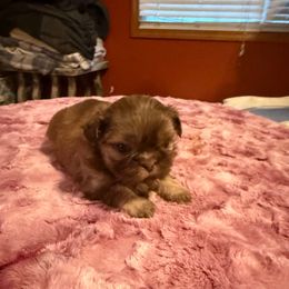Colombia - Liver female Shih Tzu puppy in Success, Missouri from Sweet Success