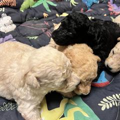 Girl 4 - White female Pumi puppy in Huntsville, Texas from TriSong TIbetan Terriers & Pumik