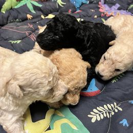 Girl 4 - White female Pumi puppy in Huntsville, Texas from TriSong TIbetan Terriers & Pumik