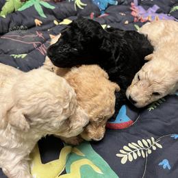 Girl 4 - White female Pumi puppy in Huntsville, Texas from TriSong TIbetan Terriers & Pumik