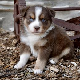 Candee - Red tri female Miniature Australian Shepherd puppy in Evant, Texas from Lazy VT Bar Ranch