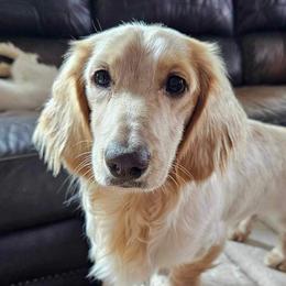 River - Dachshund