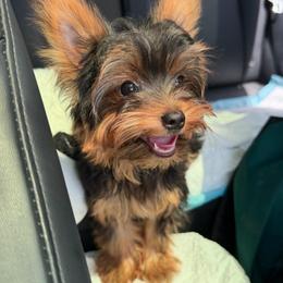 Boy 1 - Black and gold male Yorkshire Terrier puppy in Chino Hills, California from Chino Hills Yorkies