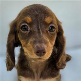 The Hatter- Alice in Wonderland Theme Litter. - Chocolate and tan female Dachshund puppy in Woodland, Washington from SJs Dachshunds