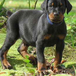 Doberman Pinschers from Got My Back Dobermans