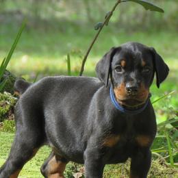 Doberman Pinschers from Got My Back Dobermans