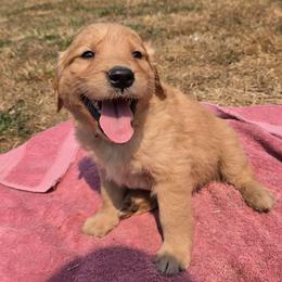 Huckleberry- Purple collar - Dark golden male Golden Retriever puppy in Tenino, Washington from Oak River Goldens'