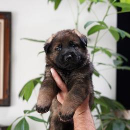 Stryker - Sable male German Shepherd puppy in Coarsegold, California from Yosemite Shepherds
