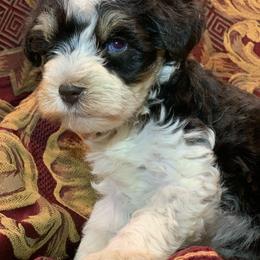 Poppy double blue eyes - Parti female Miniature Schnauzer puppy in Kentucky from Mrs Bs Teeny Schnauzers & Doodles