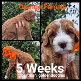Orange - Apricot female Goldendoodle puppy in Upland, California from Hartman Goldendoodles