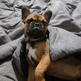 French Bulldog Puppies from Bleu Rock French Bulldogs