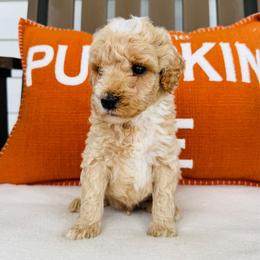 Gunner - Apricot male Goldendoodle puppy in Auburn, Indiana from Martin’s Doodles