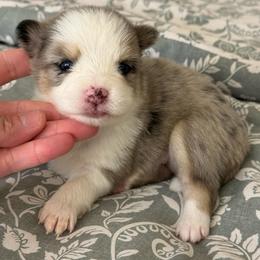 Greyson - Merle male Pomsky puppy in Casa Grande, Arizona from Arizonas Pomsky Squad
