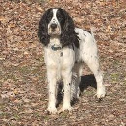 English Springer Spaniel Puppies from Ledge N' Tree English Springer Spaniels