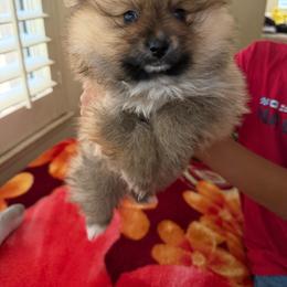 Chanel - Chocolate parti female Pomeranian puppy in Antioch, California from Munoz pomms