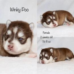 Winky Poo - Chocolate female Pomsky puppy in Denham Springs, Louisiana from Bayouland Pomskies