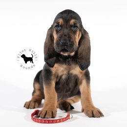 Red Boy - Black and tan Bloodhound puppy in Wamego, Kansas from Flint Hills Hounds