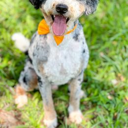 Denver - Bernedoodle