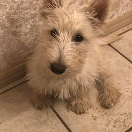 Scottish Terrier Puppies from Azscotties