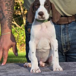 Green collar boy - White and liver male German Shorthaired Pointer puppy in New York from Bishop Kennels
