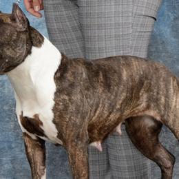 American Pit Bull Terriers and American Staffordshire Terriers from AptiBull Terriers
