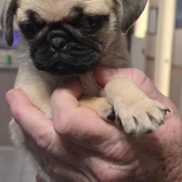 Trudy - Fawn female Pug puppy in Olin, North Carolina from Piggy Pugs