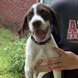 Dunkin - White and liver male German Shorthaired Pointer puppy in Slocomb, Alabama from Rachel's German Shorthaired Pointer