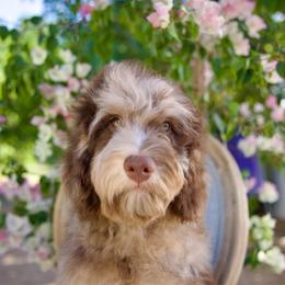 Truffle - Phantom male Bernedoodle puppy in Queen Creek, Arizona from Dulcito Doodles