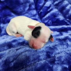 Boy 2 Tan - White male Llewellin Setter puppy in North Dinwiddie, Virginia from Pups Furever