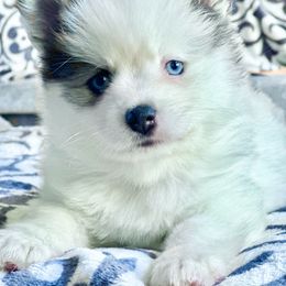 Pomsky Puppies from BittyPomsky