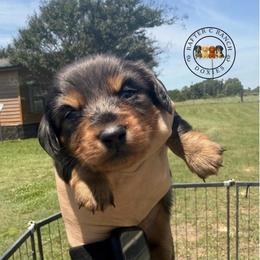 MDF long or short hair TBD - Dapple female Dachshund puppy in Carthage, Texas from Rafter C Ranch Doxies