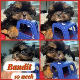 Bandit - Black and tan male Shih Tzu puppy in Seattle, Washington from Shih Tzu’s  ‘N’ Love