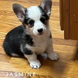 Jasmine - Black and tan female Pembroke Welsh Corgi puppy in Vernal, Utah from Bingo's Kennel