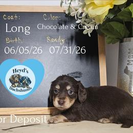Milkyway - Chocolate and cream male Dachshund puppy in Hoquiam, Washington from Heyd's Mini Dachshunds