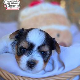 Felicia Hardy - Black tan and white female Biewer Terrier puppy in California from Corazon de gigante