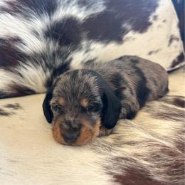 Kimmi - Dapple female Dachshund puppy in Marvell, Arkansas from Hat Creek Kennel