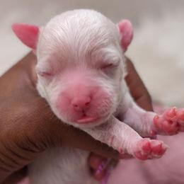 Puppy C - White and lemon female Maltese puppy in North Chesterfield, Virginia from Maltese Love