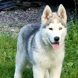 Siberian Husky Puppies from Light Foot Kennel