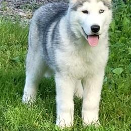 Siberian Husky Puppies from Light Foot Kennel
