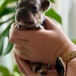 Blue boy - Blue fawn male French Bulldog puppy in Jefferson City, Missouri from Central Frenchie Haven