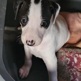 Pied boy - White and seal male Italian Greyhound puppy in Phillips, Maine from Maplewood Italian Greyhounds
