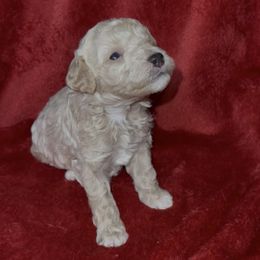 Red Collar - Cream male Poodle puppy in Macon, Georgia from Mystic Mini Poodles