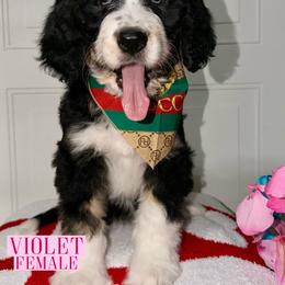 Violet - Tri-color female Bernedoodle puppy in Beecher, Illinois from Erica’s Doodles