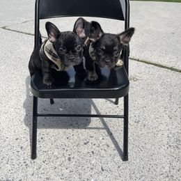 French Bulldog Puppies from Legacy Kennel Club
