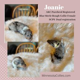 Joanie - Blue merle white and tan female Collie puppy in Plato, Minnesota from Minnesota Collies