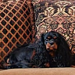 Mila - Cavalier King Charles Spaniel