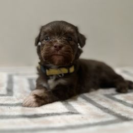 Aussiedoodle, Bordoodle, and Goldendoodle Puppies from Korbella Farm