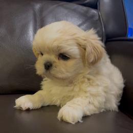 Sully - Cream and white male Shih Tzu puppy in Cabot, Arkansas from Twilight Shih Tzu