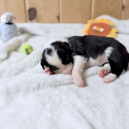 Poppi - Black and white female Border Collie puppy in Owenton, Kentucky from Three16 Ranch